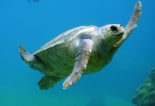 How climate change is affecting marine turtles in Pakistan?