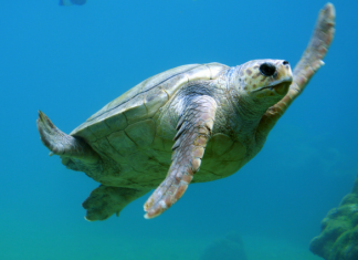 How climate change is affecting marine turtles in Pakistan?